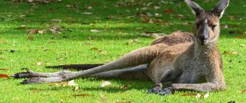 kangaroo, rest, wildlife Wallpaper 2560x1080
