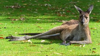 kangaroo, rest, wildlife Wallpaper 3840x2160
