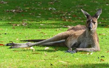 kangaroo, rest, wildlife Wallpaper 2560x1600