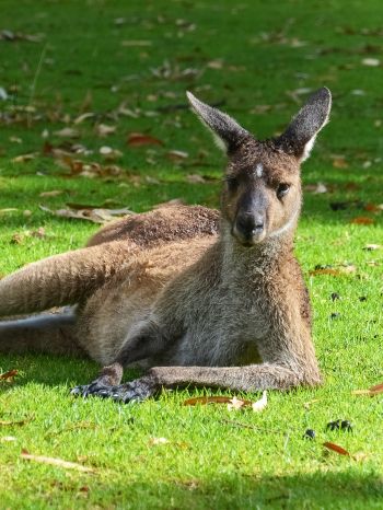 kangaroo, rest, wildlife Wallpaper 1668x2224