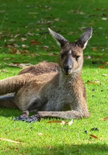 kangaroo, rest, wildlife Wallpaper 1640x2360