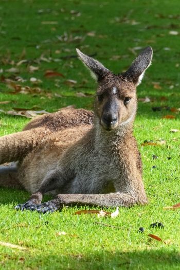 kangaroo, rest, wildlife Wallpaper 640x960