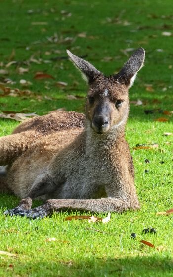 kangaroo, rest, wildlife Wallpaper 1752x2800