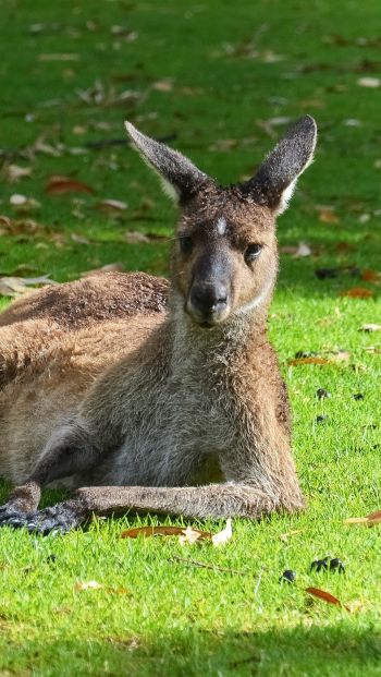 kangaroo, rest, wildlife Wallpaper 640x1136