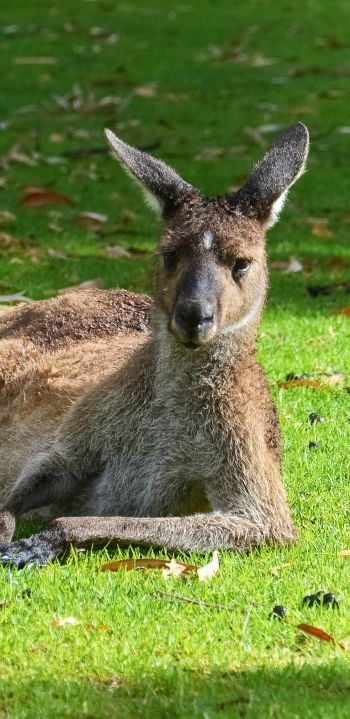 kangaroo, rest, wildlife Wallpaper 1080x2220