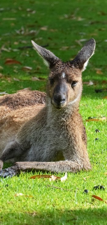 kangaroo, rest, wildlife Wallpaper 1080x2280