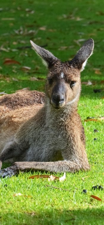 kangaroo, rest, wildlife Wallpaper 828x1792