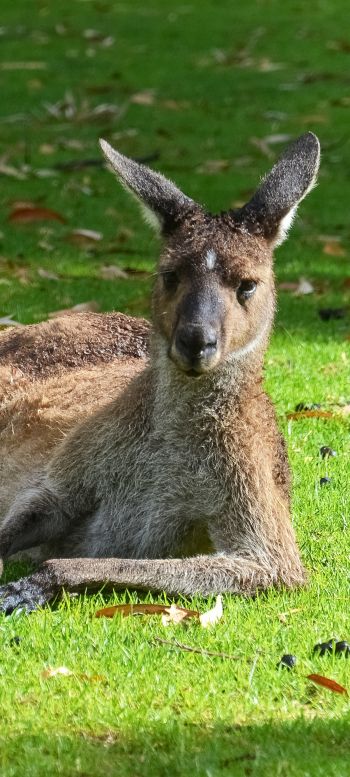 kangaroo, rest, wildlife Wallpaper 1080x2400