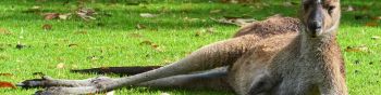 kangaroo, rest, wildlife Wallpaper 1590x400