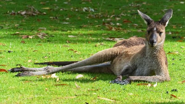 kangaroo, rest, wildlife Wallpaper 2048x1152