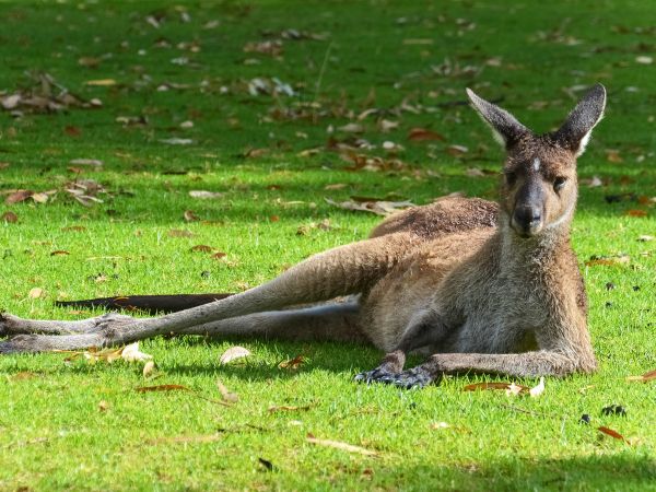 kangaroo, rest, wildlife Wallpaper 1024x768