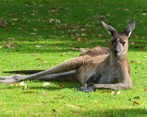 kangaroo, rest, wildlife Wallpaper 1280x1024