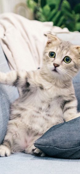 kitten, gray, pet Wallpaper 1170x2532