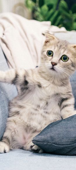 kitten, gray, pet Wallpaper 1440x3200