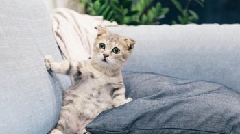 kitten, gray, pet Wallpaper 1600x900