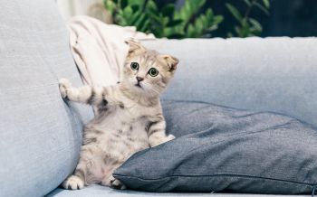 kitten, gray, pet Wallpaper 2560x1600