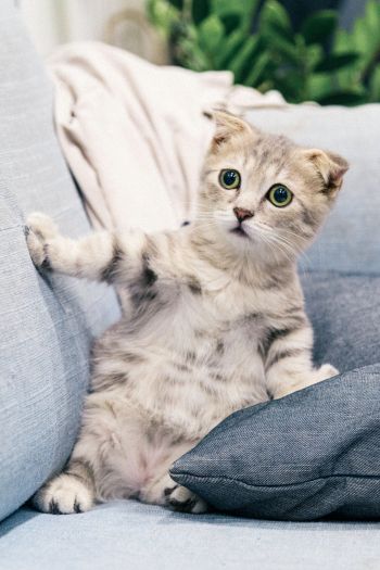 kitten, gray, pet Wallpaper 640x960