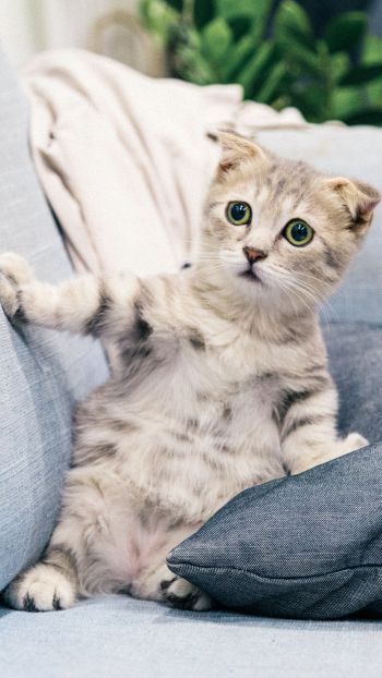kitten, gray, pet Wallpaper 750x1334