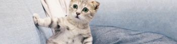 kitten, gray, pet Wallpaper 1590x400