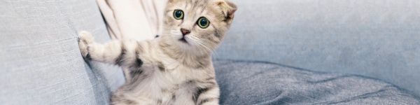 kitten, gray, pet Wallpaper 1590x400