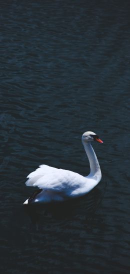 swan, sea, white Wallpaper 1080x2280