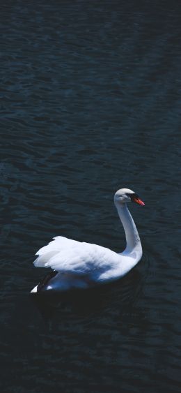 swan, sea, white Wallpaper 1080x2340