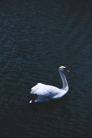 swan, sea, white Wallpaper 3333x5000
