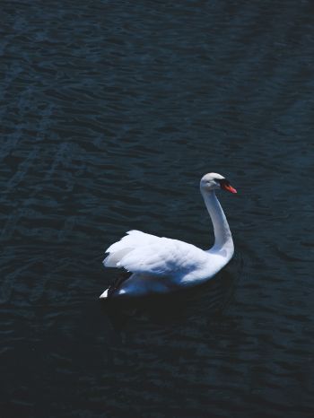 swan, sea, white Wallpaper 1668x2224