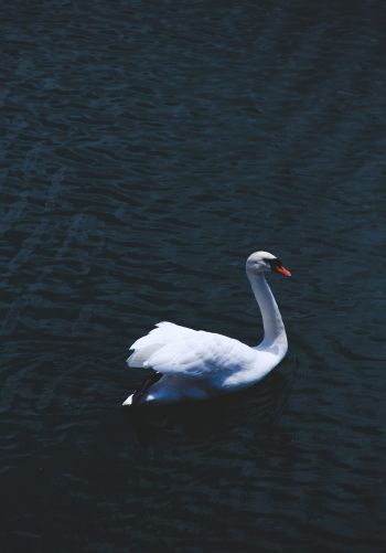 swan, sea, white Wallpaper 1668x2388
