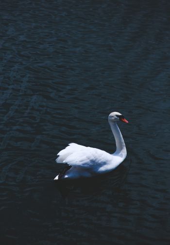 swan, sea, white Wallpaper 1640x2360
