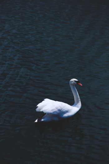 swan, sea, white Wallpaper 640x960