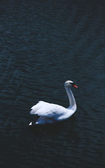 swan, sea, white Wallpaper 1752x2800