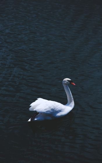 swan, sea, white Wallpaper 1600x2560