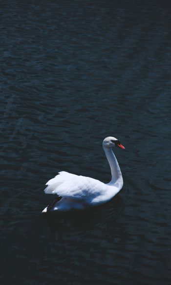 swan, sea, white Wallpaper 1200x2000