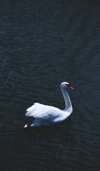 swan, sea, white Wallpaper 600x1024