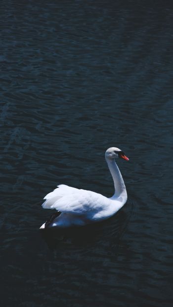 swan, sea, white Wallpaper 1440x2560
