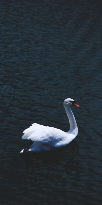 swan, sea, white Wallpaper 720x1440