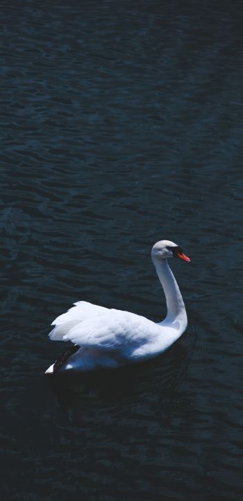 swan, sea, white Wallpaper 1440x2960