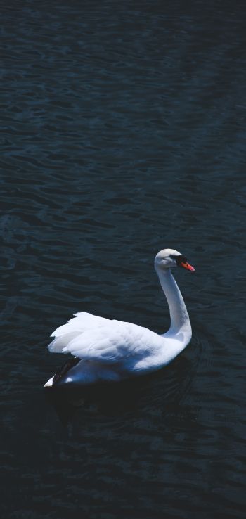swan, sea, white Wallpaper 1440x3040