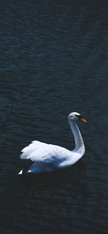 swan, sea, white Wallpaper 1080x2340