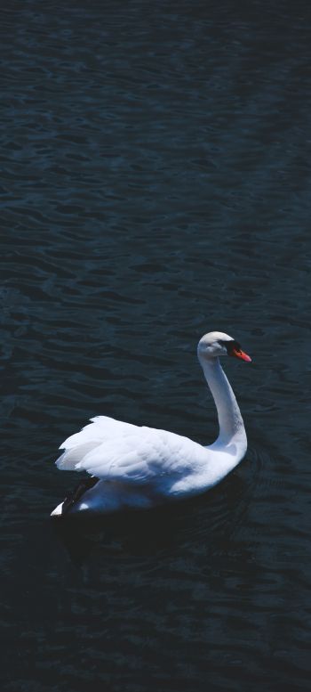 swan, sea, white Wallpaper 1080x2400