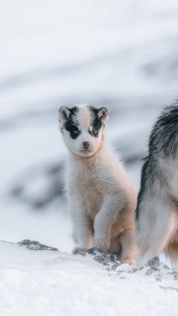 Обои 640x1136 Гренландия, щенок, снег