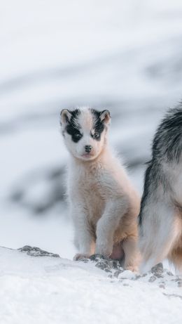 Greenland, puppy, snow Wallpaper 640x1136