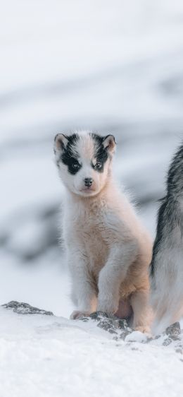 Greenland, puppy, snow Wallpaper 1125x2436