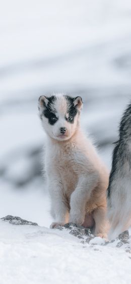 Greenland, puppy, snow Wallpaper 1080x2340