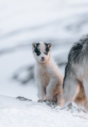 Greenland, puppy, snow Wallpaper 1668x2388