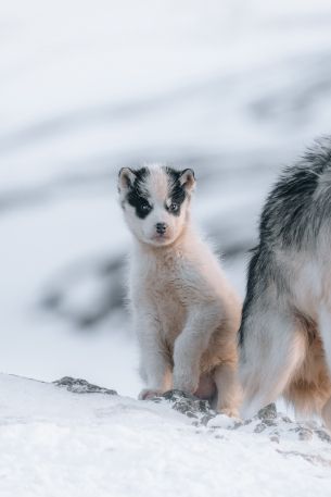 Greenland, puppy, snow Wallpaper 640x960