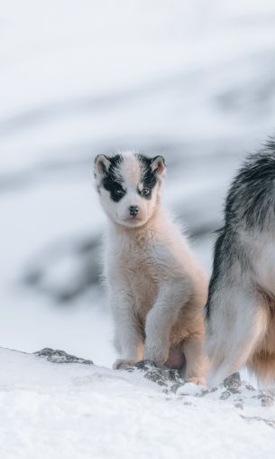 Greenland, puppy, snow Wallpaper 1200x2000