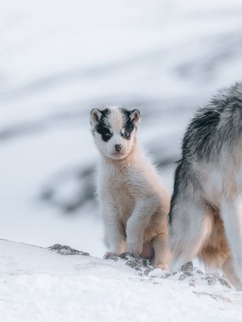 Обои 1668x2224 Гренландия, щенок, снег