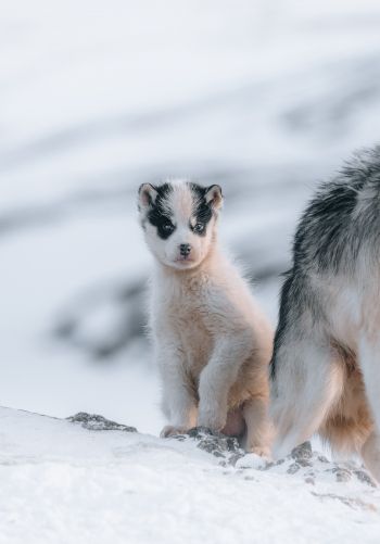 Обои 1668x2388 Гренландия, щенок, снег